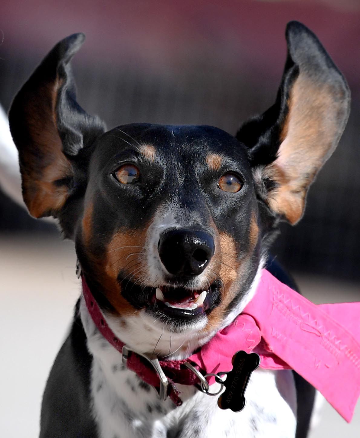 Weiner Fest 2017 25.jpg